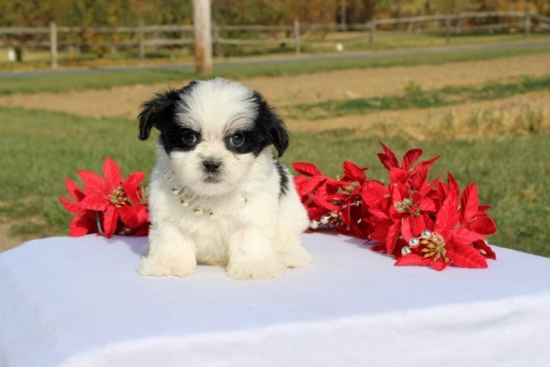 puppy, for, sale, Mal - Shi, Matthew B. Stoltzfus, dog, breeder, Gap, PA, dog-breeder, puppy-for-sale, forsale, nearby, find, puppyfind, locator, puppylocator, aca